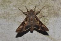 Autographa gamma
