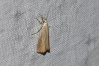 Chrysoteuchia culmella