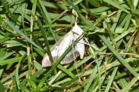 Cydalima perspectalis