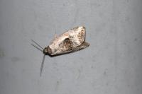 Elaphria venustula
