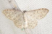 Scopula marginepunctata