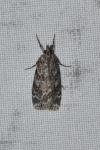 Scoparia