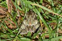 Polyphaenis sericata
