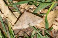 Polypogon plumigeralis