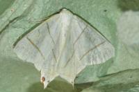 Ourapteryx sambucaria