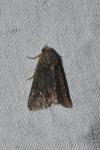 Oligia
