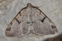 Macaria wauaria
