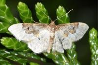 Idaea rusticata