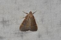 Hypsopygia glaucinalis