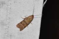 Homoeosoma sinuella