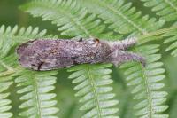 Gynaephora fascelina