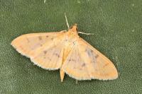 Patania balteata