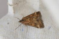 Pyrausta despicata