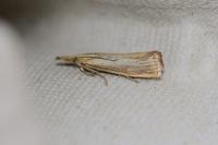 Agriphila straminella