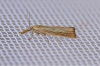 Agriphila straminella
