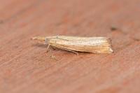 Agriphila straminella