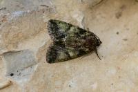 Polyphaenis sericata