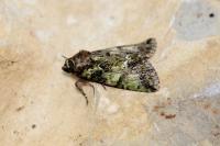 Polyphaenis sericata