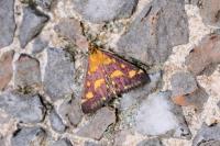Pyrausta purpuralis