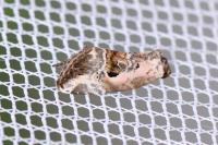Elaphria venustula