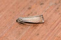 Chrysoteuchia culmella