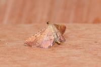 Endotricha flammealis