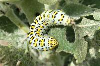 Cucullia verbasci
