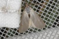 Acentria ephemerella