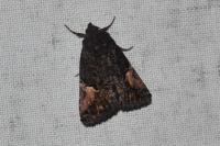 Aedia funesta