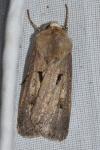 Agrotis exclamationis exclamationis