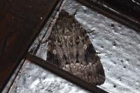 Amphipyra pyramidea/Amphipyra berbera