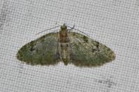 Chloroclystis v-ata