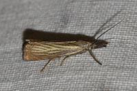 Chrysoteuchia culmella