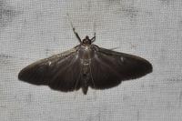 Cydalima perspectalis