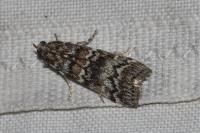 Dioryctria abietella