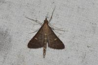 Dolicharthria punctalis