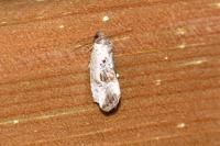 Elaphria venustula