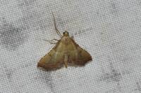 Endotricha flammealis