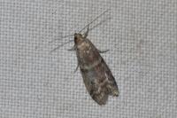 Ephestia