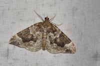 Eulithis prunata