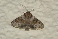 Hecatera dysodea