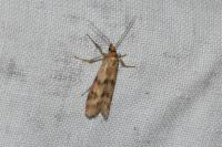 Homoeosoma sinuella