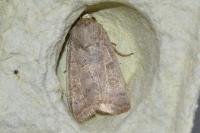 Hoplodrina