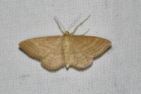 Idaea ochrata