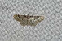 Idaea rusticata
