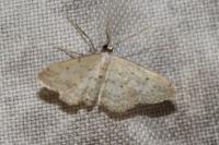 Idaea seriata