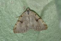 Macaria wauaria