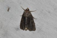 Oligia
