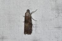 Phycita roborella