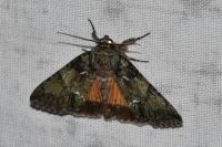 Polyphaenis sericata